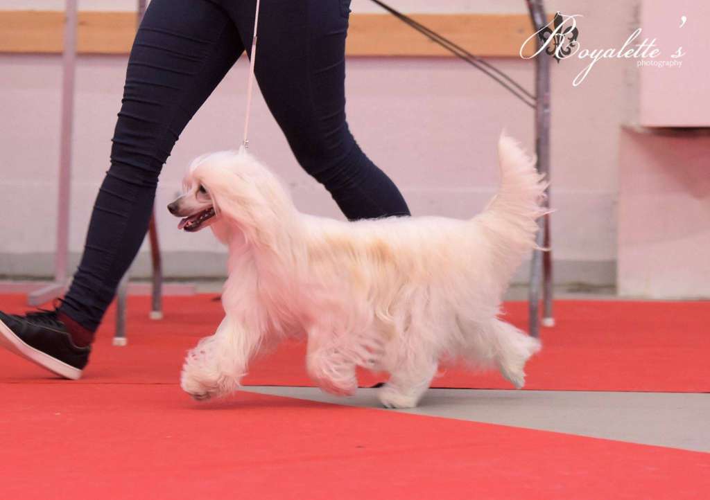 Pideraq's Dynastian Doctor Pill