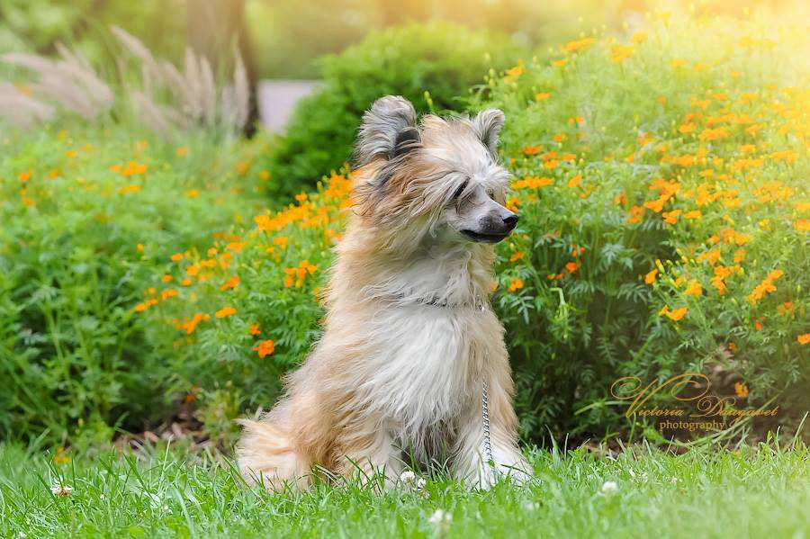 Lisbet Exotic Baltic