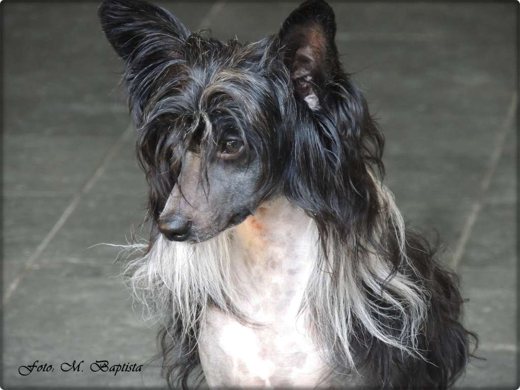 Anna Sky Kennel Vasabi