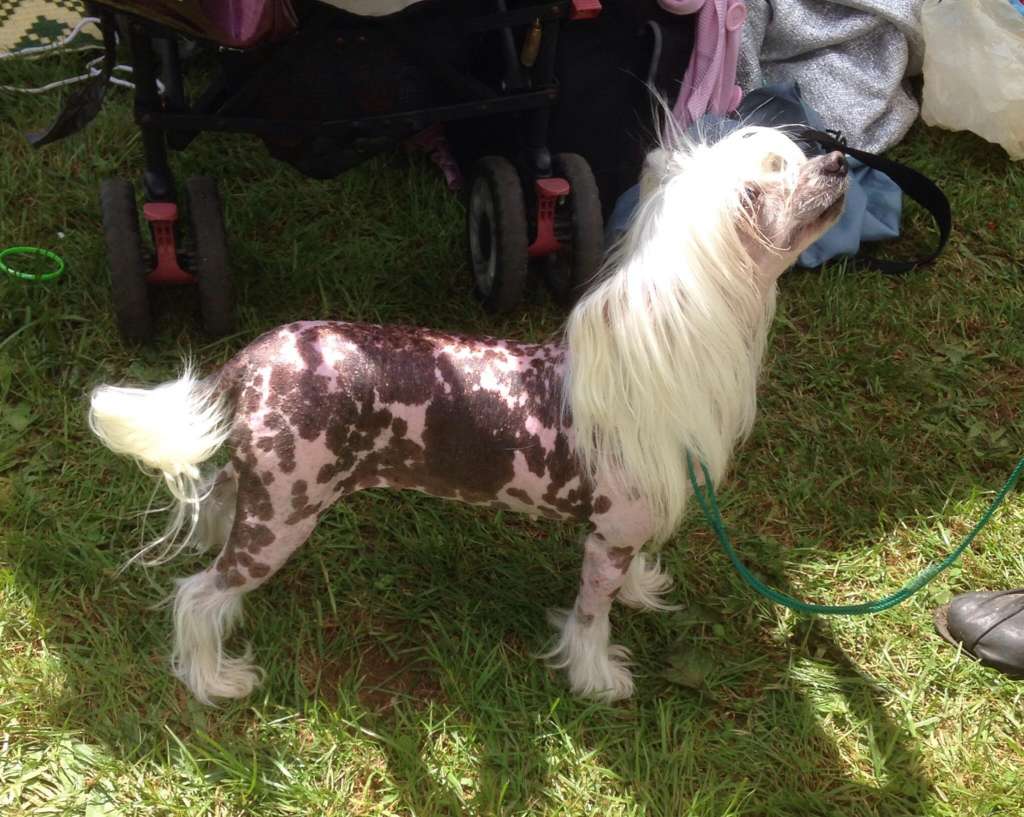 Sherabill Creme De Cacao