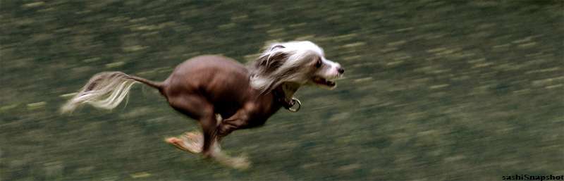 Ma'alablya Skipper Scamp