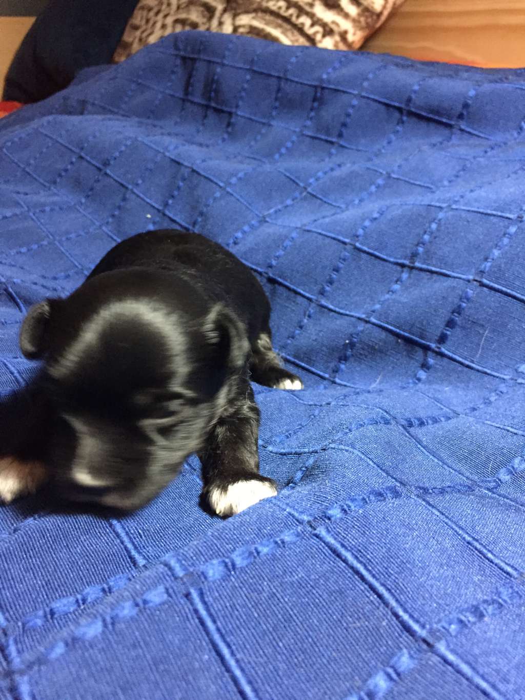 Fleurs de lodeur  Aminata