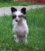 Charuyuschiy Soblazn Barselona