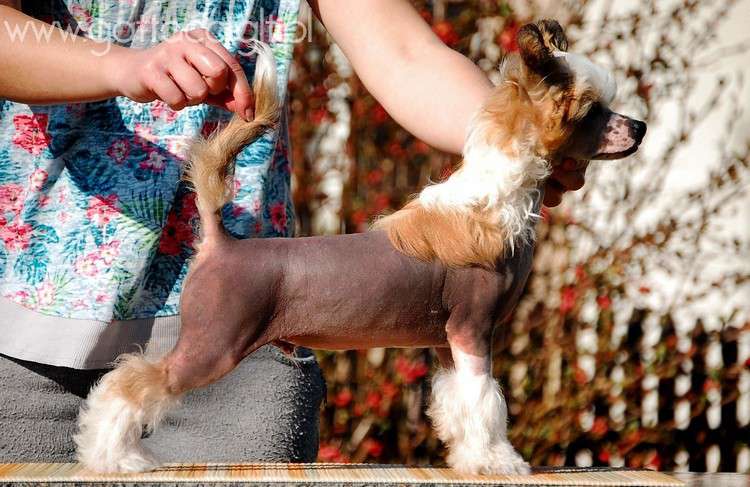 Maserati Martin Gattaca