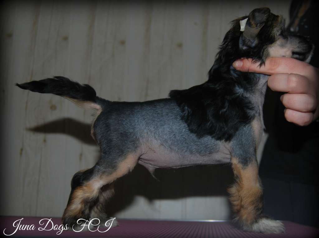 Heartbreaker Harry Juna Dogs FCI