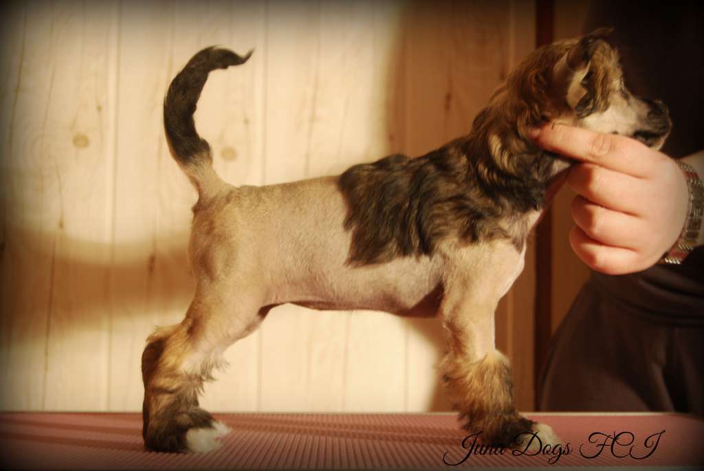 Holiday Heart Juna Dogs FCI