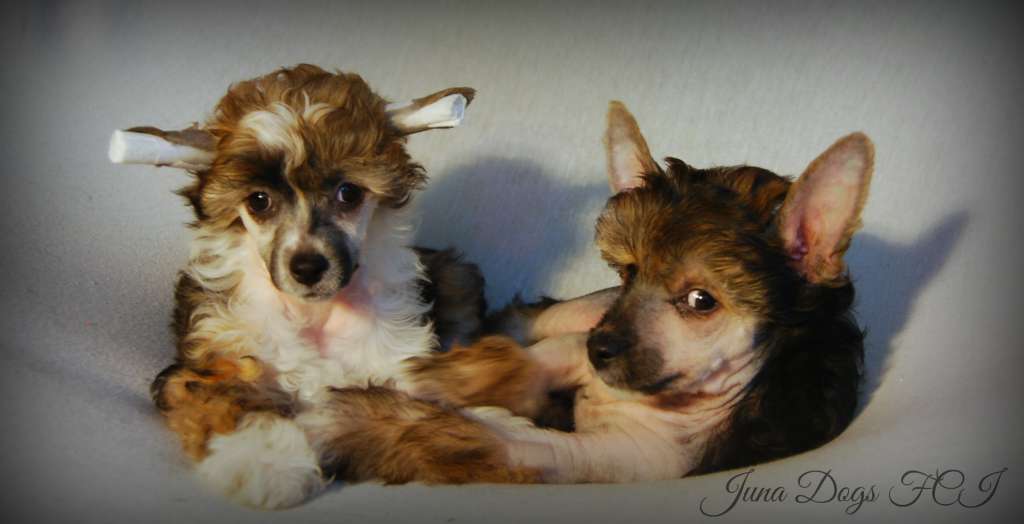 Hashtag Love Juna Dogs FCI