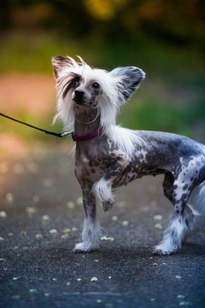 Odetta Dolce Dea Apriori