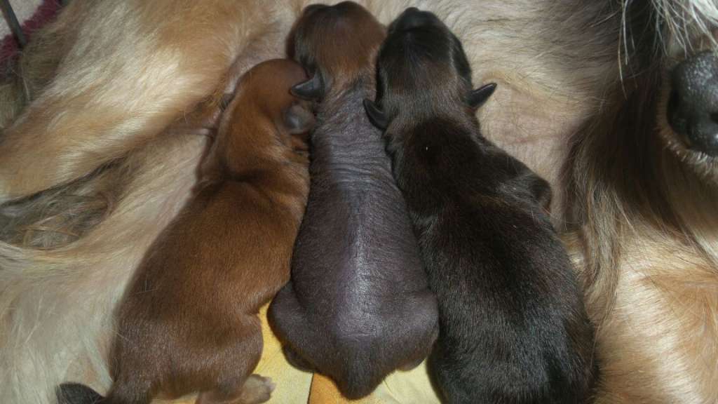 Ognenny Lotos Insiti Orange Frech