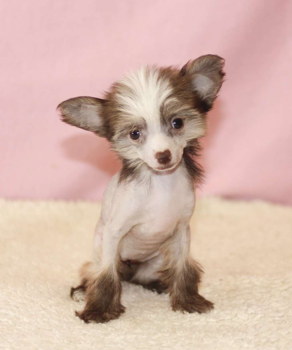 Vernisazh Mari Diana Donna Rose