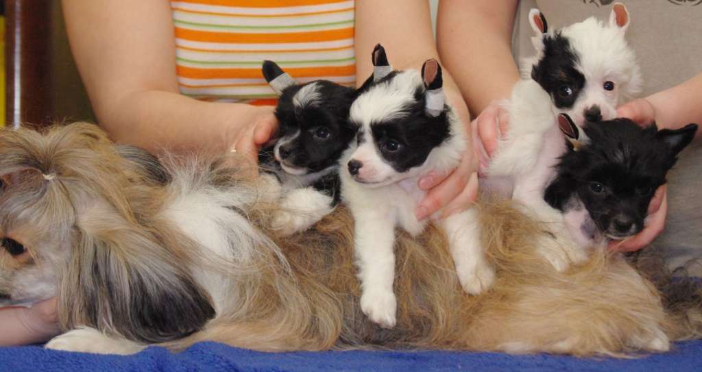 Isaboo Vercsi Di Rabozi