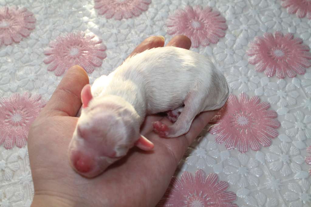 Magnet Success D.....