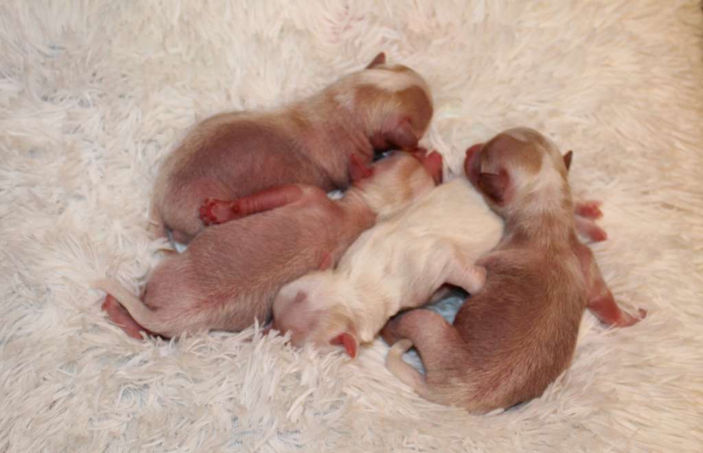 Magnet Success Zucci