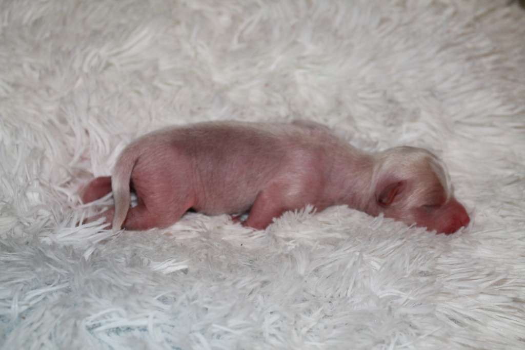 Magnet Success Z......