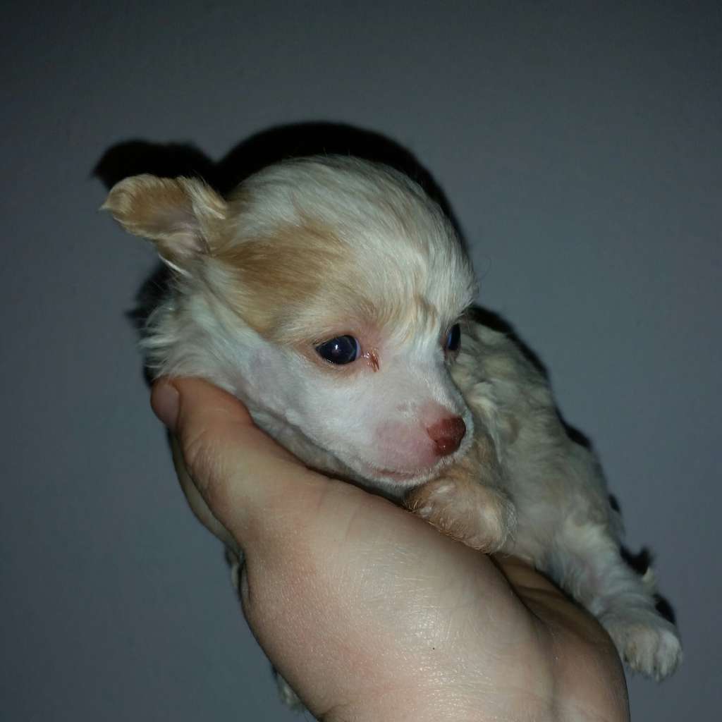 Christmas Dream de L'Essence de Mon Tout