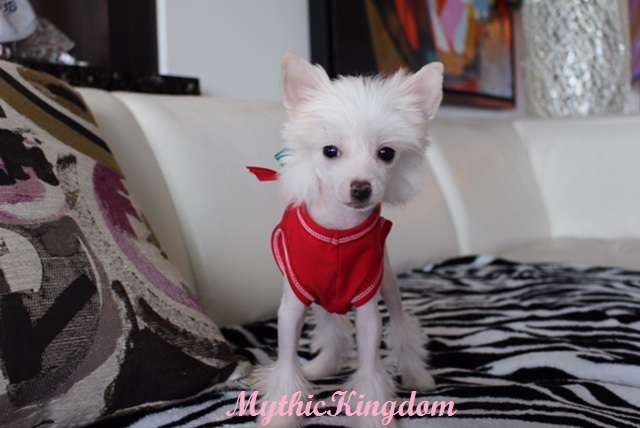 Mythic Princess Grace