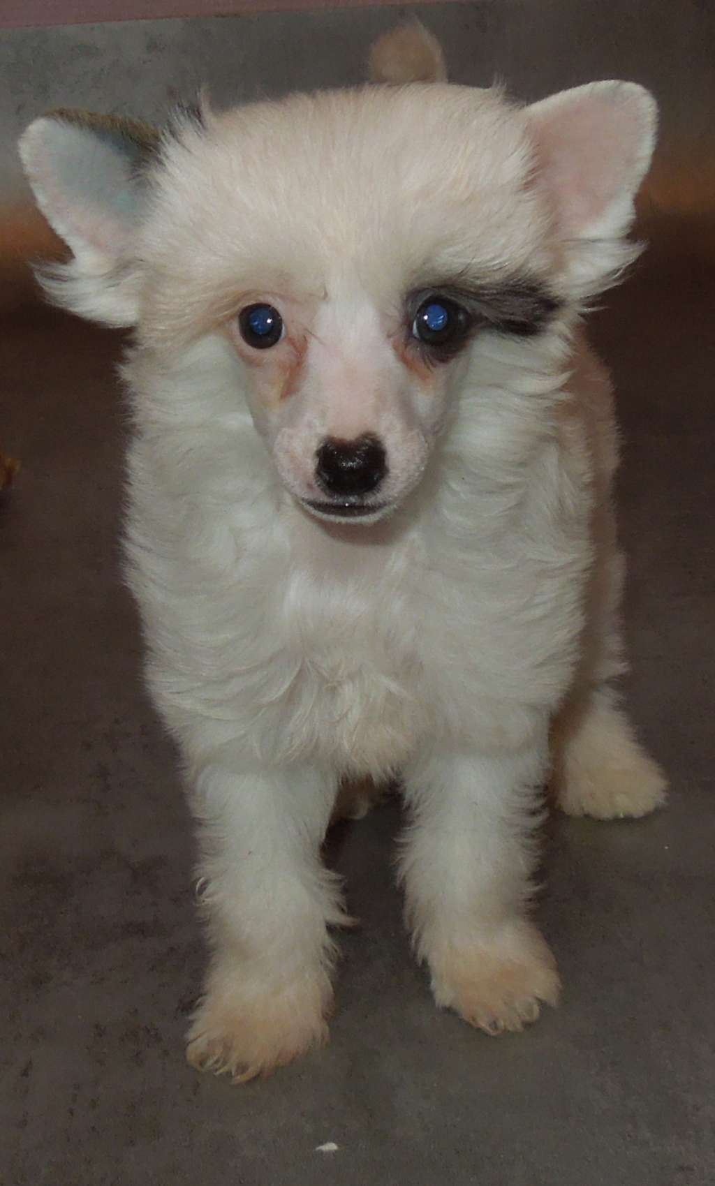 June Moon Du Domaine Forever Young