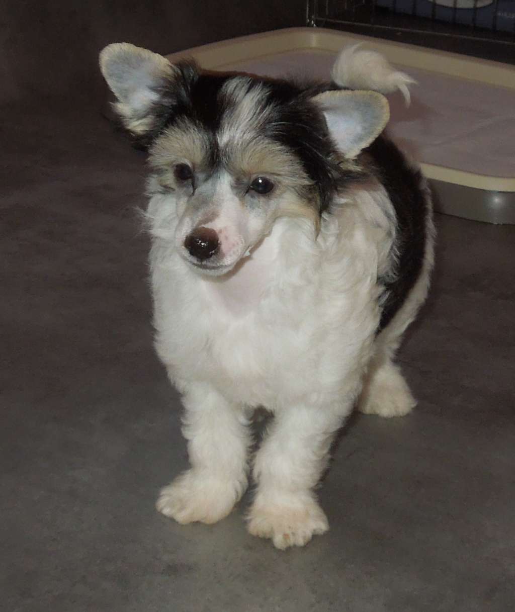 Jolicoeur Du Domaine Forever Young