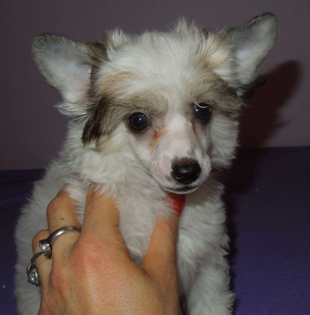 Jarod Du Domaine Forever Young