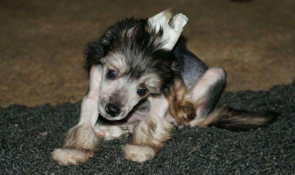 Poulot's Krispy Killer