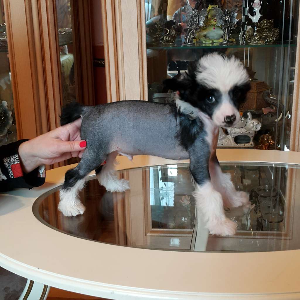 Vellar Pljus Las Vegas Night