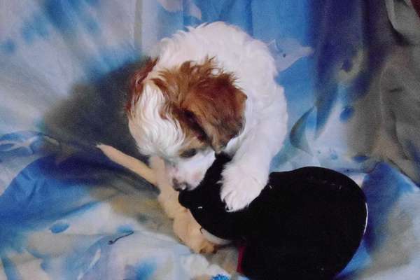 Zevs Tronador  Iz Strani Cvetov