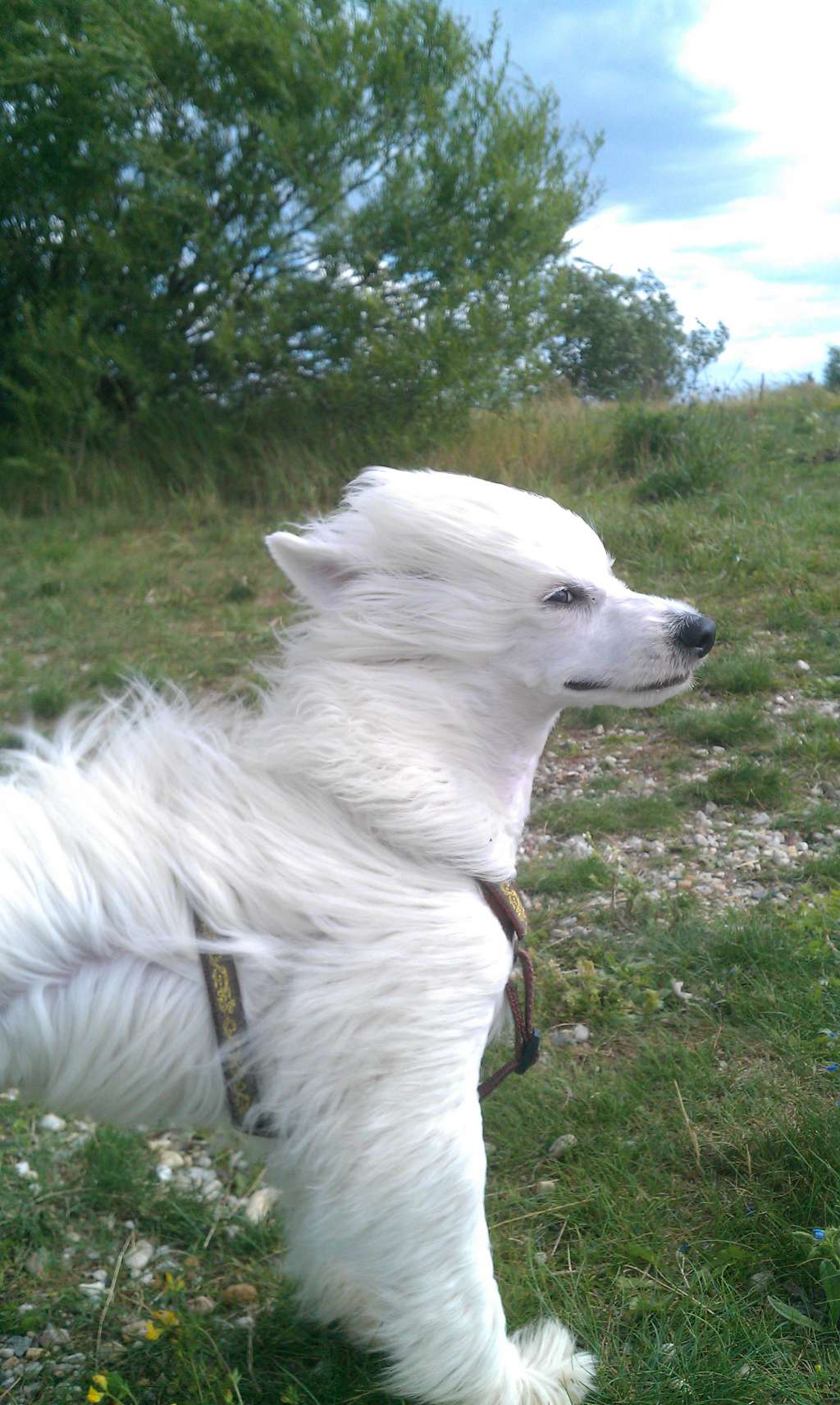 Enzo Ferrari von Dolce Diamante