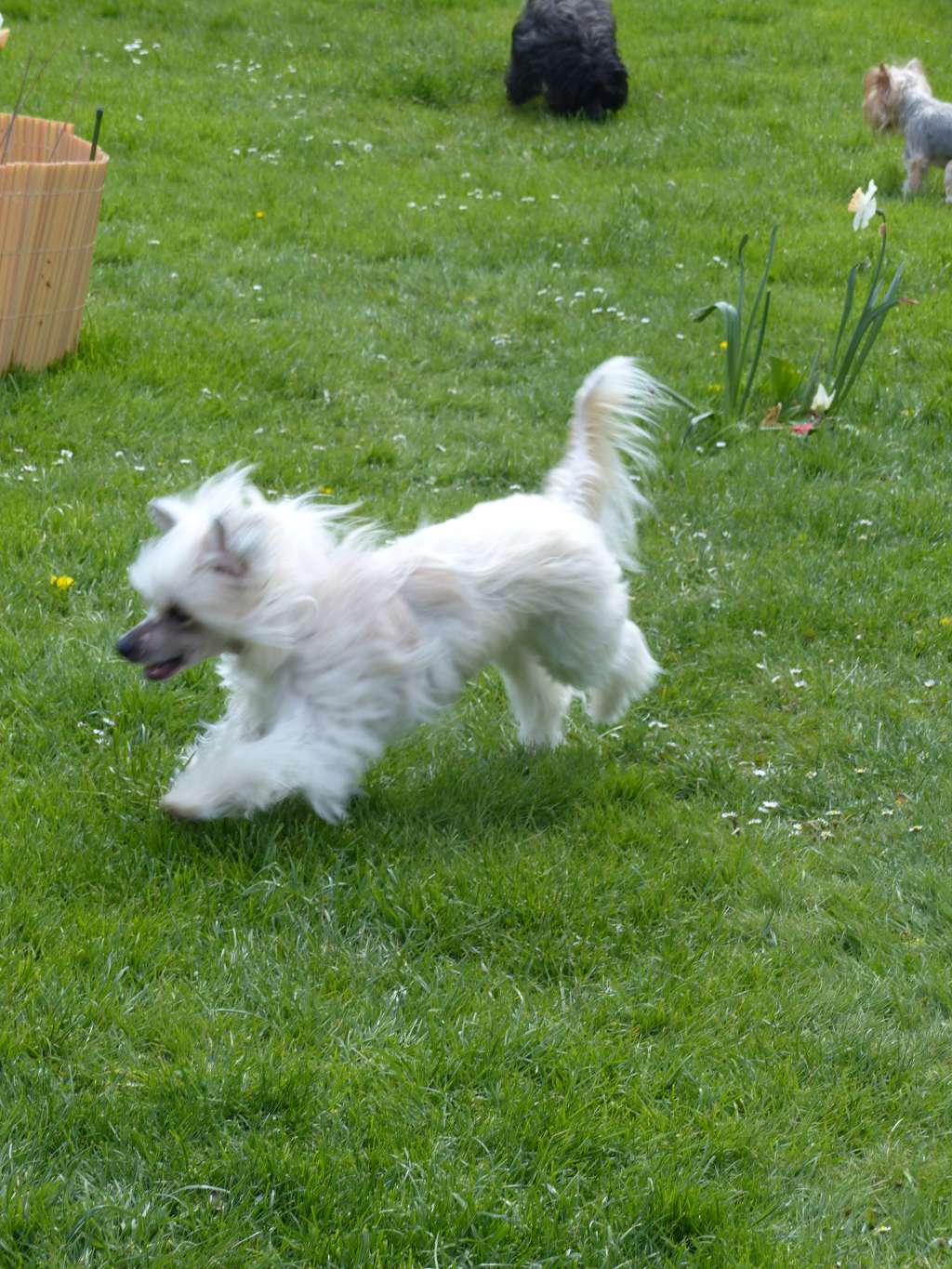 Enola von Dolce Diamante