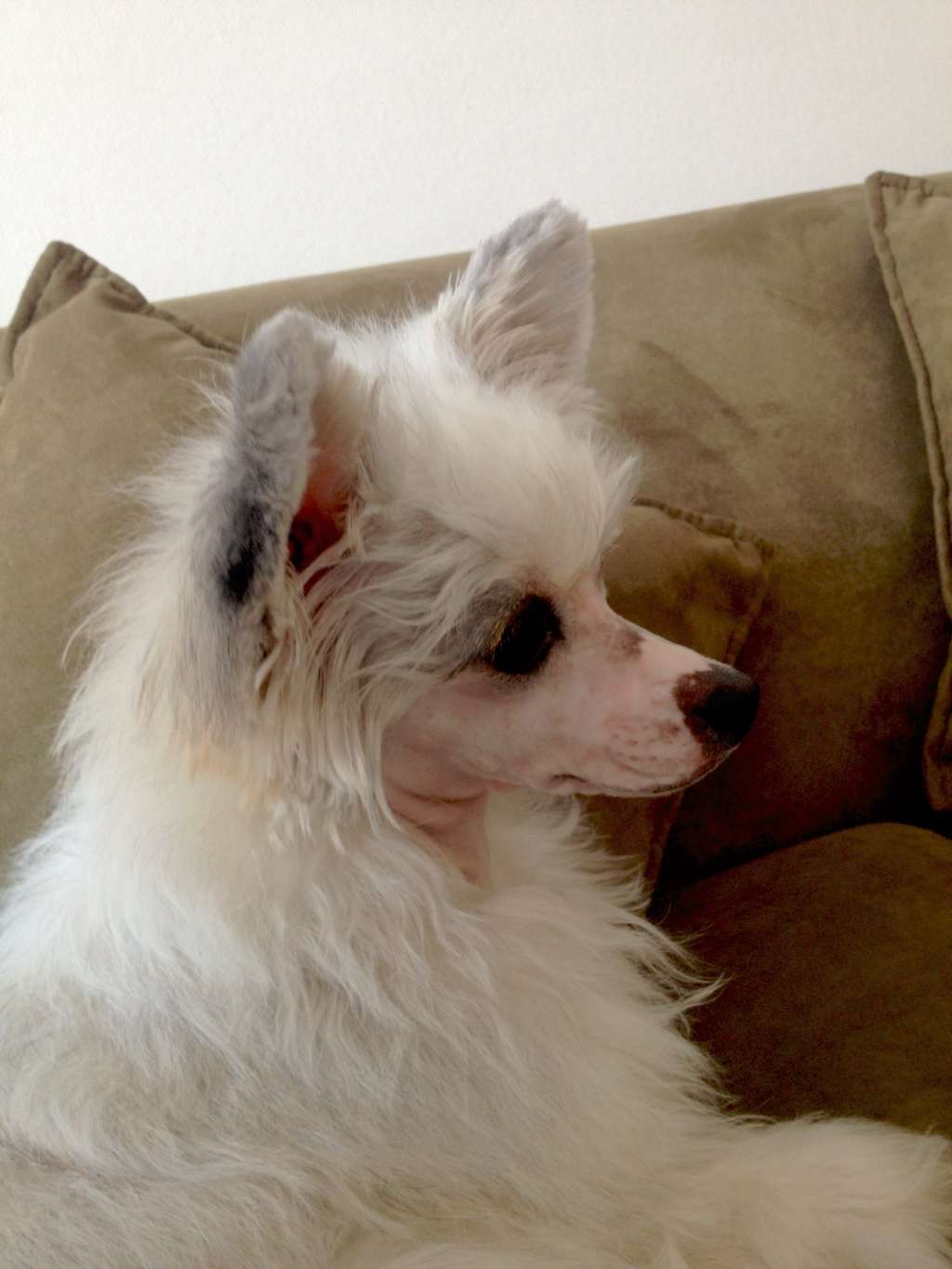 Brandy del Gran Manitou