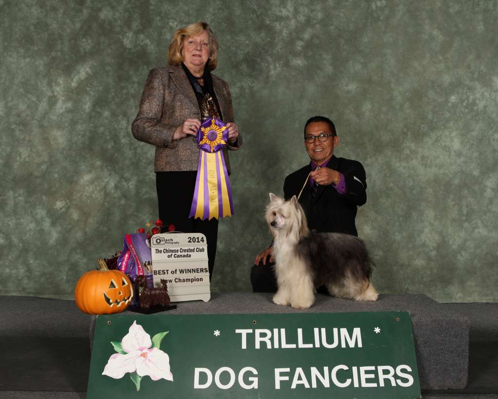 Windwater The Fae Sorceress