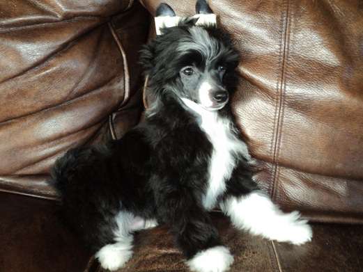 BoulderCrest's Lucky Little Man