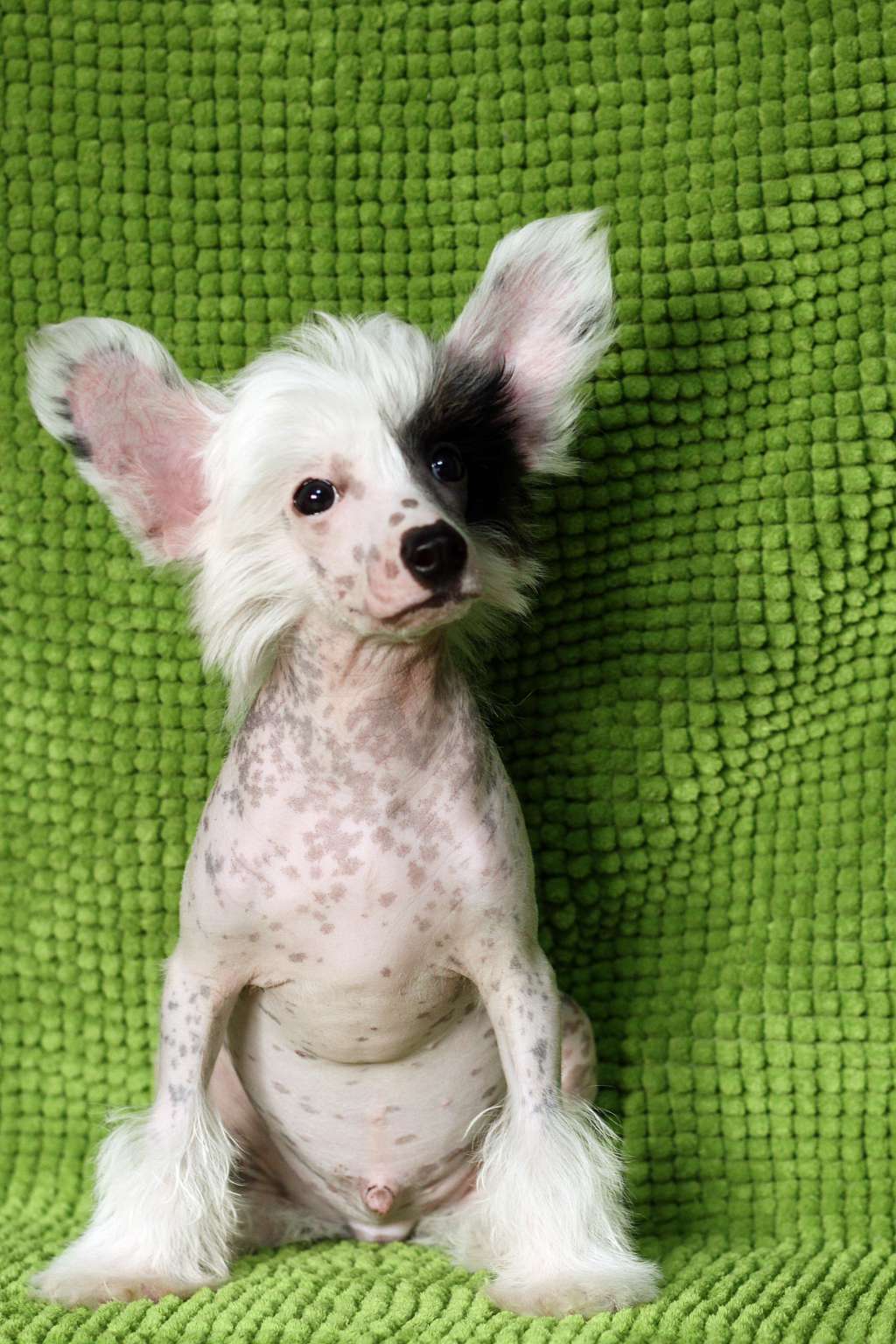 Chinese Sweet Angel Aston Martin