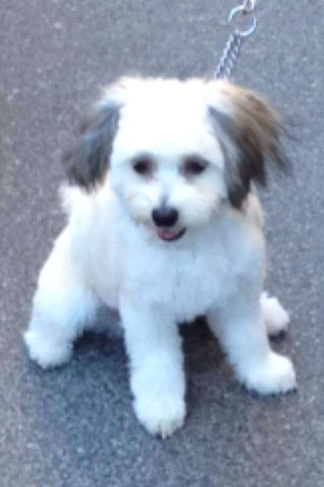 Super Crest's Creamy Baileys