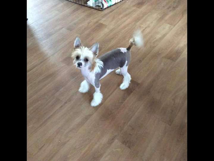 Super Crest's Sweet Cherry