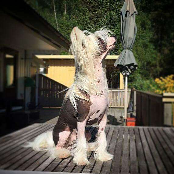 Super Crest's Smoky Whiskey