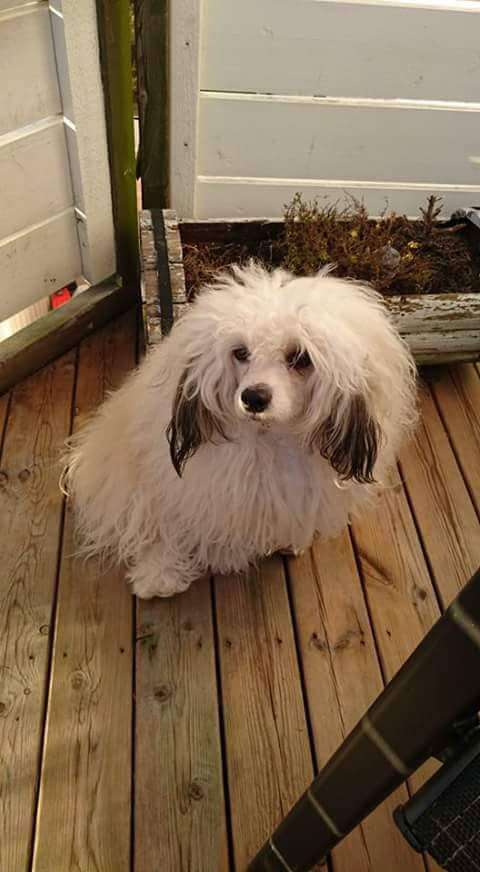 Super Crest's Spicy Vodka