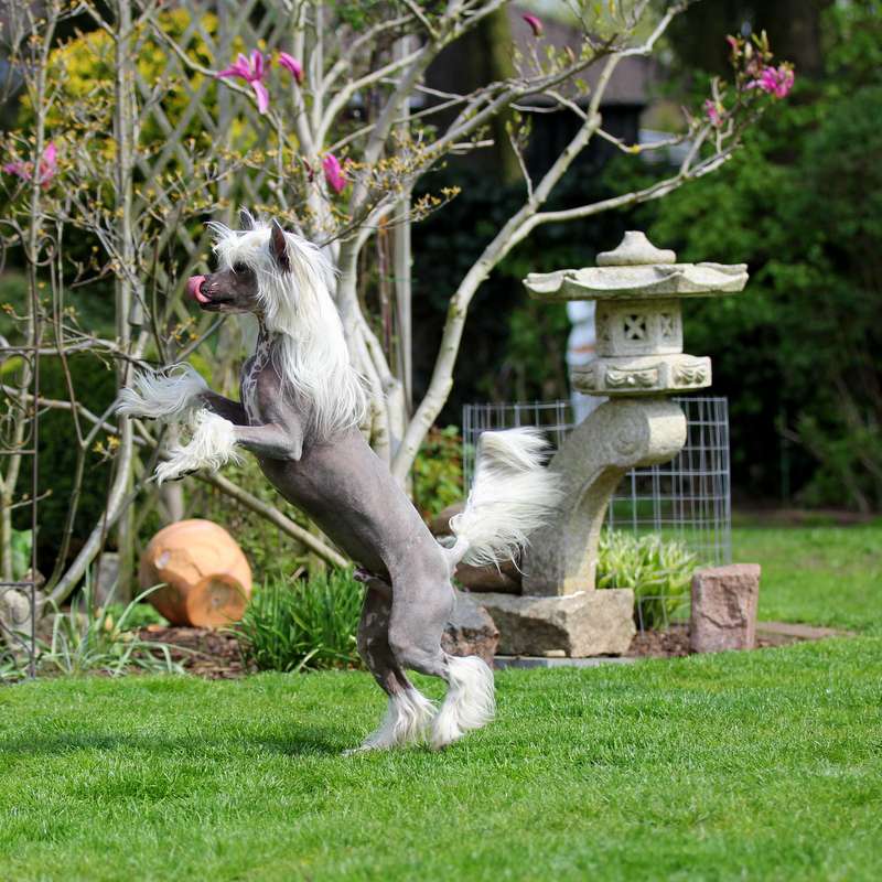 Sharol Shi Artis Robbi