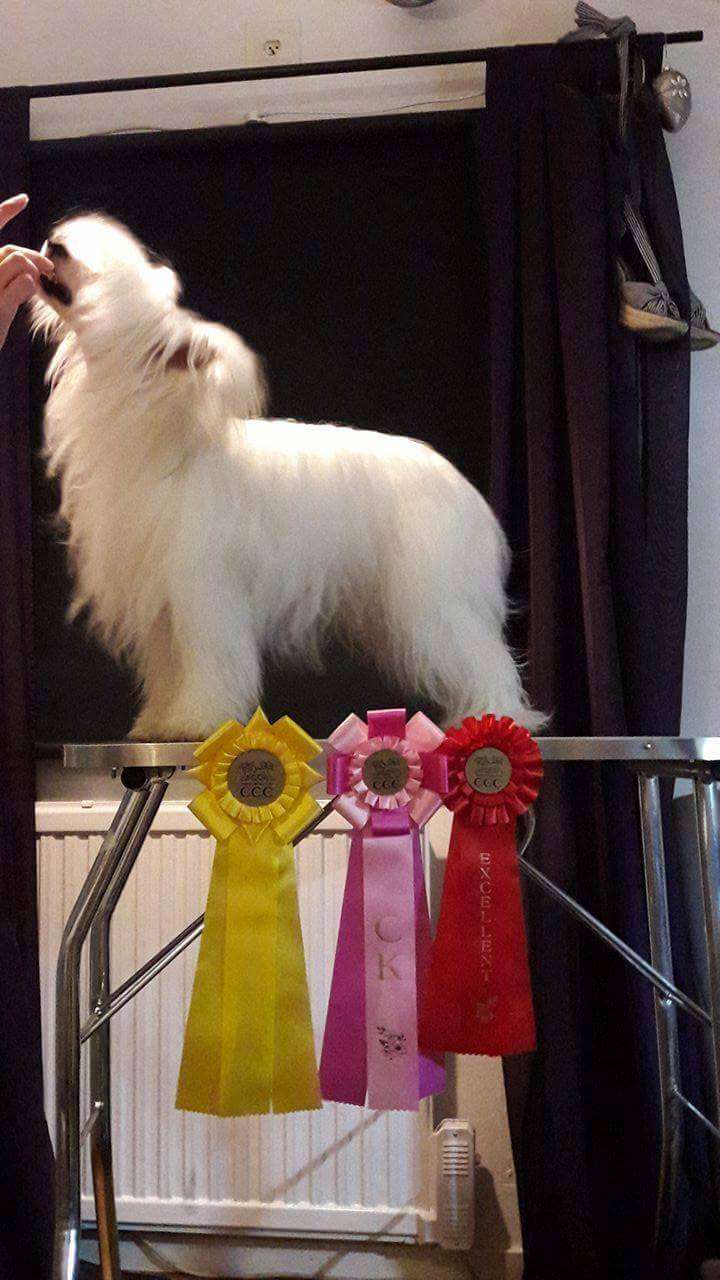 Kungsängsliljans Believe in Love