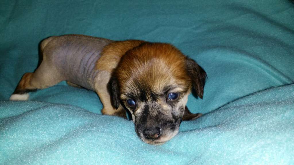 Kungsängsliljans Believe in Justice