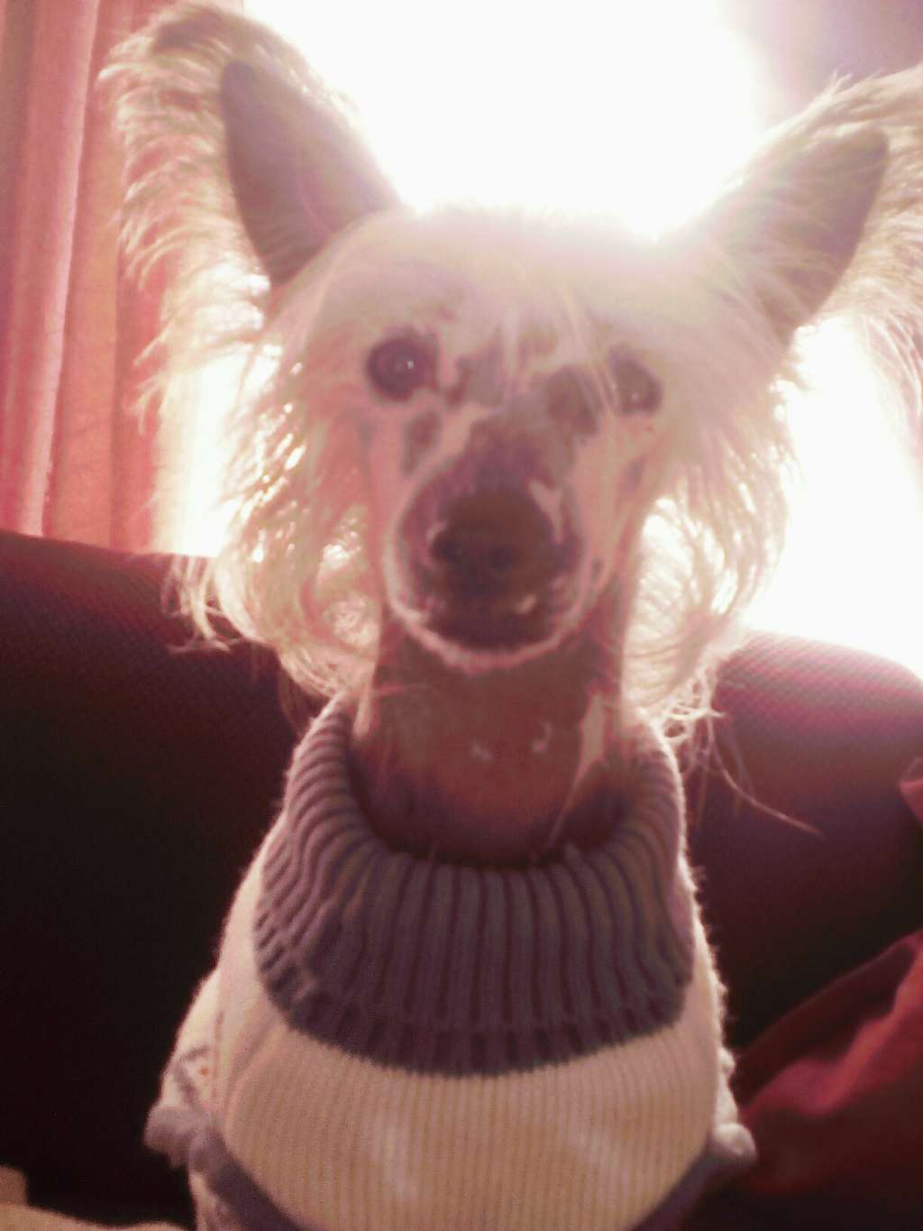 Markovicdog Astra Blue Paradise Soul