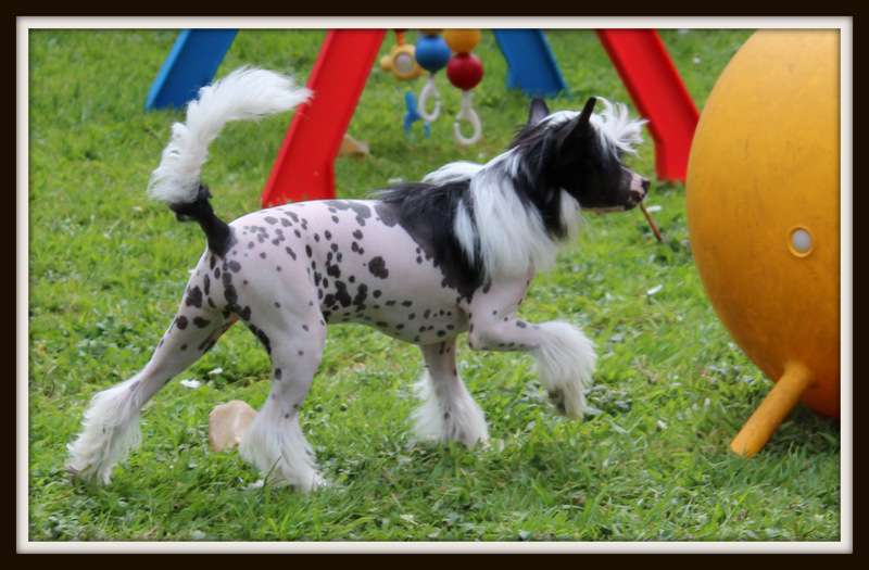 little girl du pavé de varennes