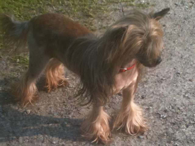 Badcash Fame and Fortune