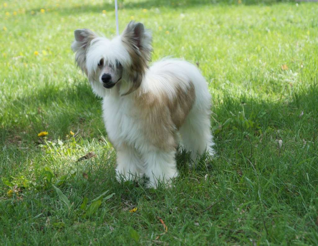 Ozherel'ye Snezhnoy Korolevy