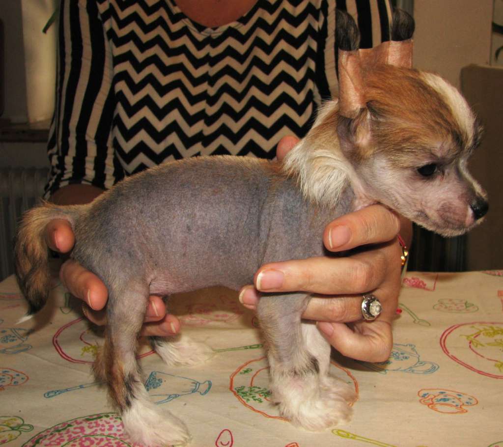 Pappersdrakens Rudolf Rimfaxe