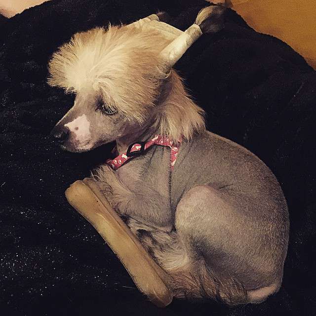 Pappersdrakens Hildur Hräsvelg