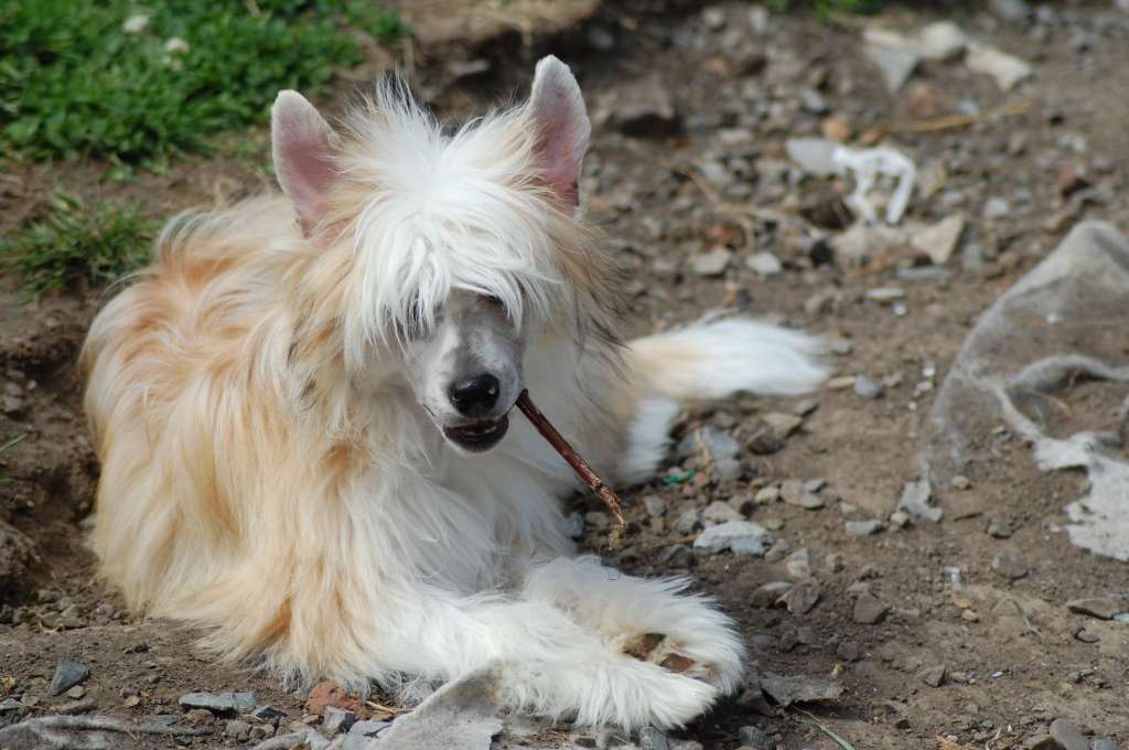 Odin Joyau de Brocéliande