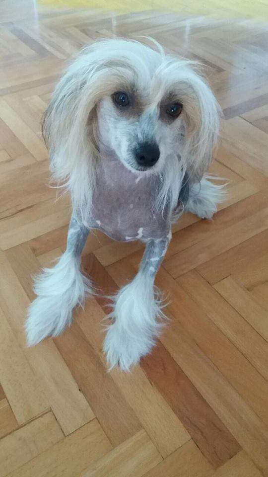 Samsara Blandus Melokhia