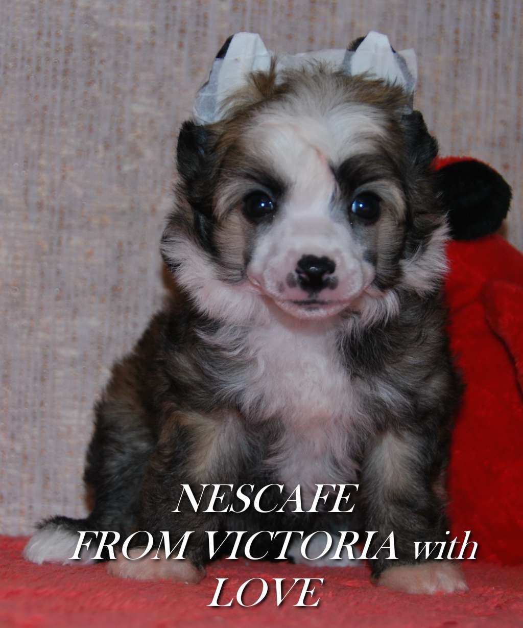 Nescafe From Victoria With Love