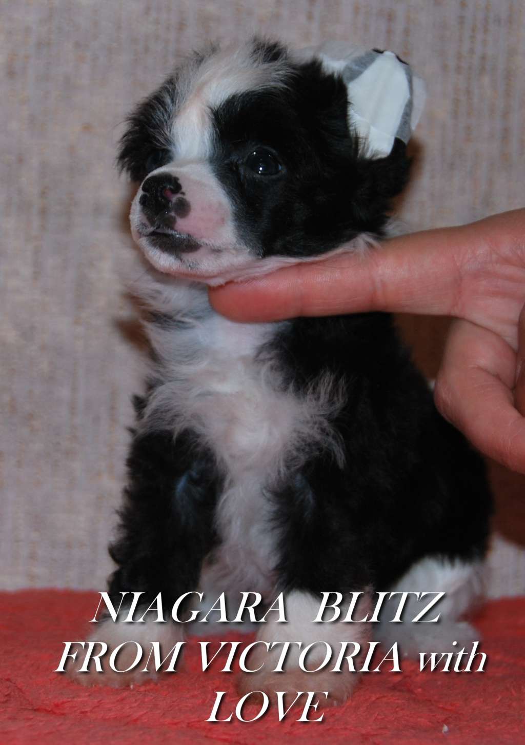 Niagara Blitz From Victoria With Love