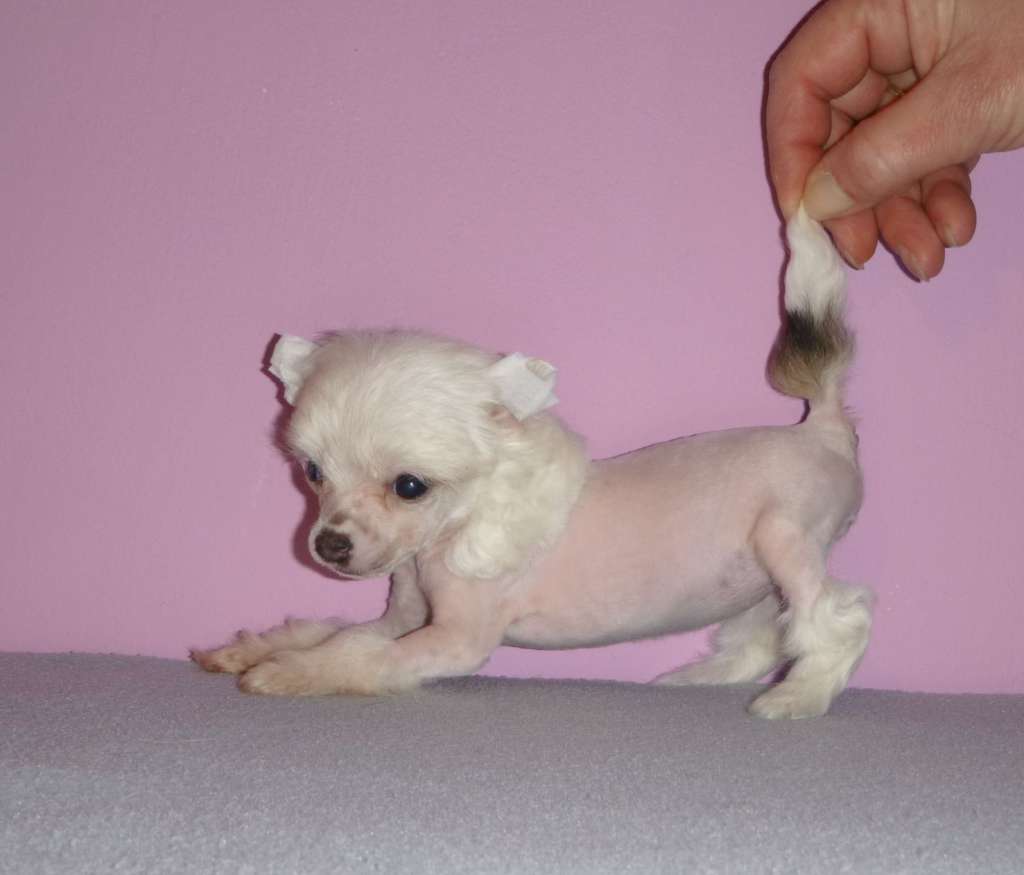 Anellita z Cerne Jarven